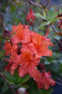 Azalea Gibraltar